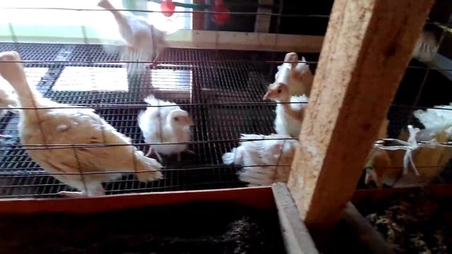 Индейки. Перевод на новое место жительства. смотреть онлайн