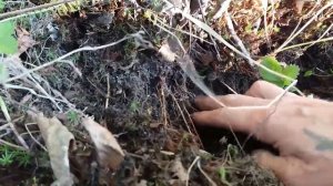 Что такое микориза, для чего она нужна и где ее взять?