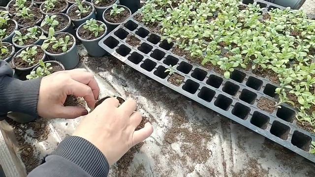 "БУКЕТНЫЙ" способ выращивания алиссума - просто и надежно! смотреть онлайн