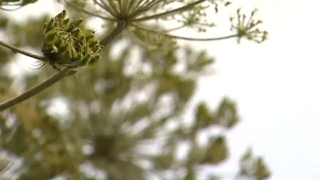 Проблемы деревни Никольское смотреть онлайн