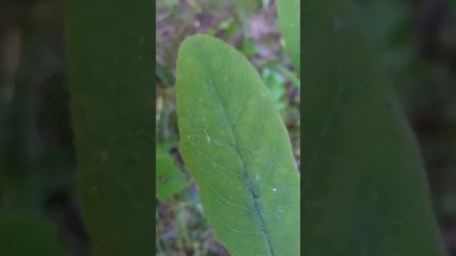 Природа, дача, лето... смотреть онлайн