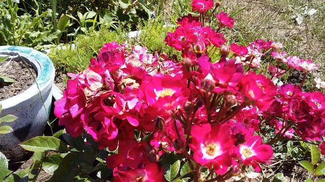 Полиантовая роза Лавли Фейри смотреть онлайн