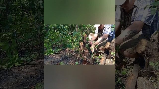 Аккумуляторная цепная пила DYMAX смотреть онлайн