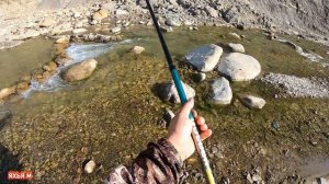 Вот на что ловить горного крупного усача.