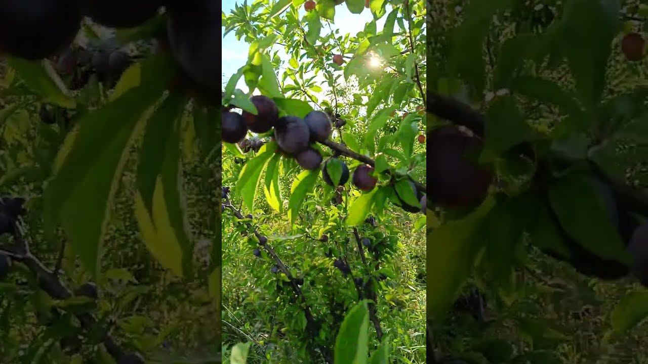 Слива Чемальская синяя