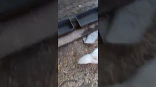 Ухаживание за индо утками смотреть онлайн