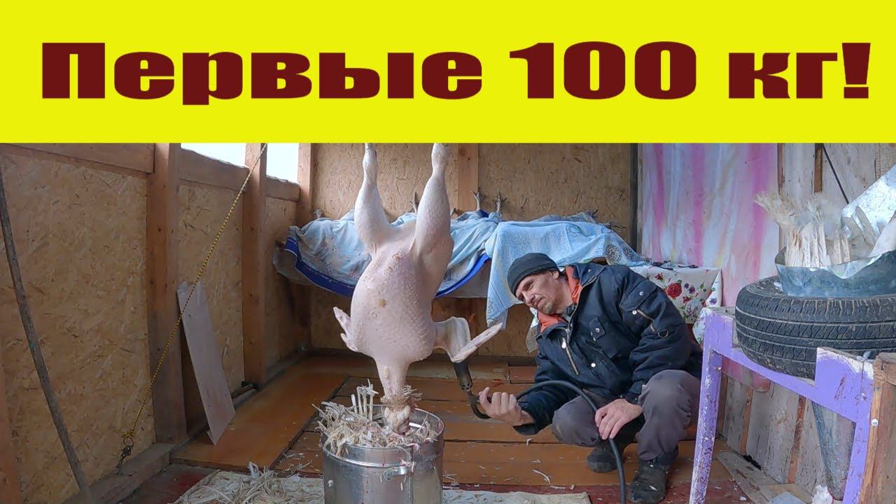 Первые 100 кг в новой "забойной"! Разведение индюков, последний этап индюшиного сезона 2022! смотреть онлайн