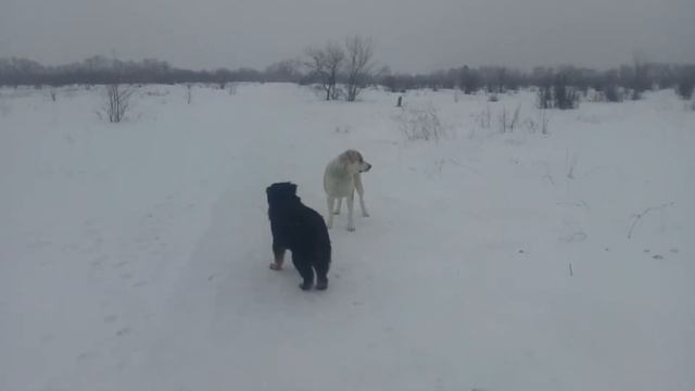 банхар vs, алабай смотреть онлайн
