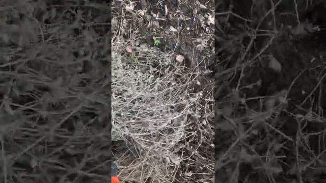 Стрижка котовника весной