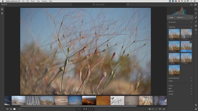 The Power of Profiles in Lightroom CC смотреть онлайн