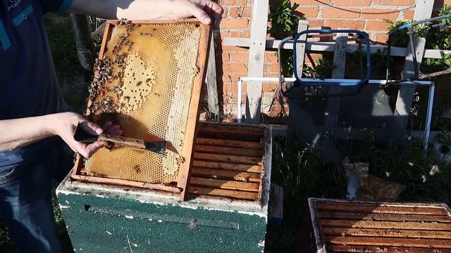 25 04 2020 г Пчёлы хотят РОИТЬСЯ что делать? смотреть онлайн