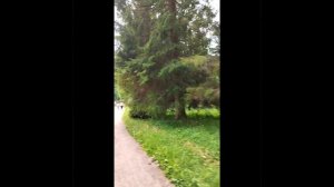 Павловск, Павловский дворцовый парк (Россия, Санкт-Петербург). Pavlovsk, Pavlovsk Palace Park.