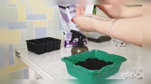 Выращиваем руколу в домашних условиях или салат на раз два!