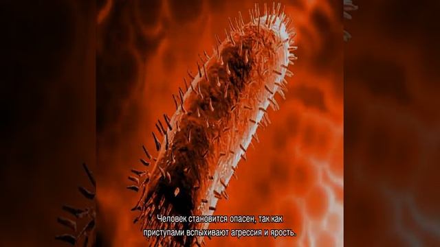 Признаки бешенства у человека после укуса собаки смотреть онлайн