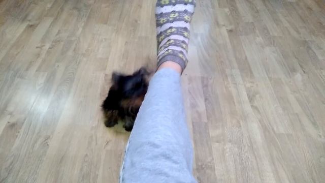 РЕЖИМ ЩЕНКА ЙОРКА в 4 месяца смотреть онлайн