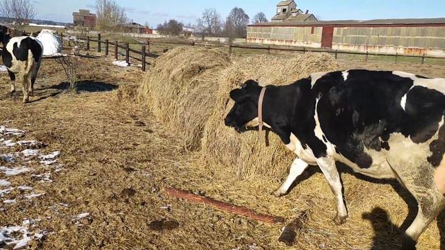 Наше хозяйство. Радуюсь тому, что живу на Беларускай земле... смотреть онлайн