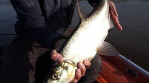 Большое рыболовное путешествие. Часть 1 - Река Амур