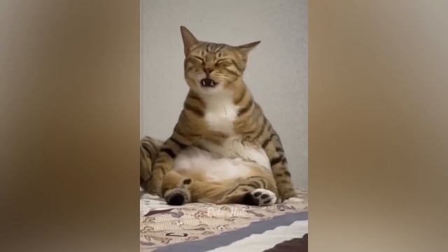 Funniest Cats and Dogs ?? Funny Animals 2023 ? Part 6 смотреть онлайн