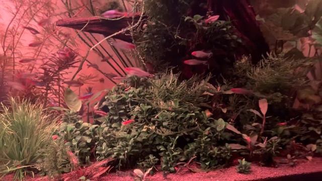 3 месяца после запуска,аквариум 150*50*50 смотреть онлайн