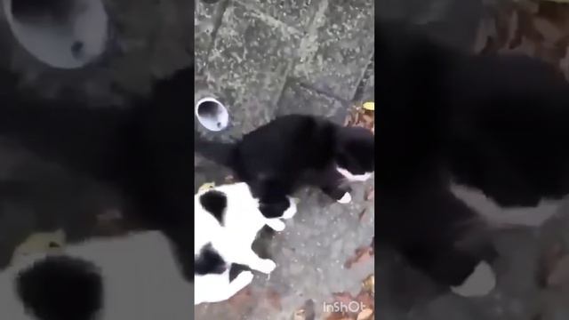 учитесь, люди...#любимыепитомцы смотреть онлайн
