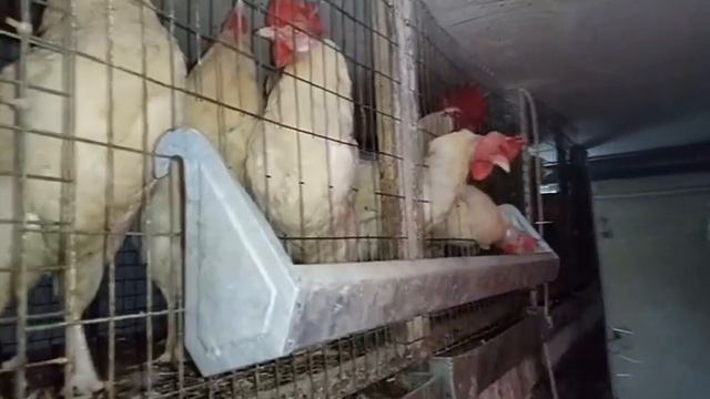 Содержание кур в клетках. Вес яйца леггорнов. смотреть онлайн