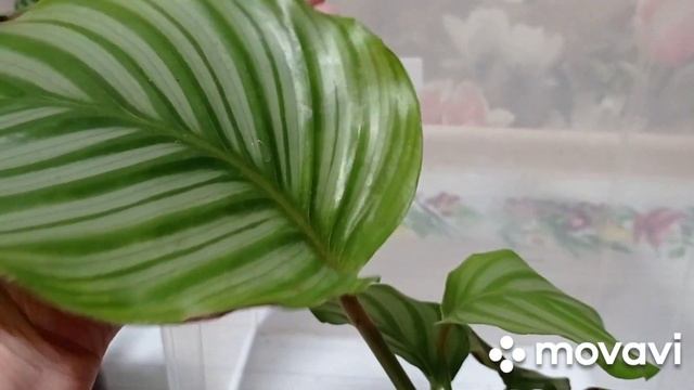 Комнатные цветы. Обзор комнатных растений по алфавиту, буква К и М. Калатеи, ктенанты, маранты. смотреть онлайн