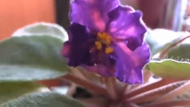 African Violet (Cosmic Girl) Time Lapse