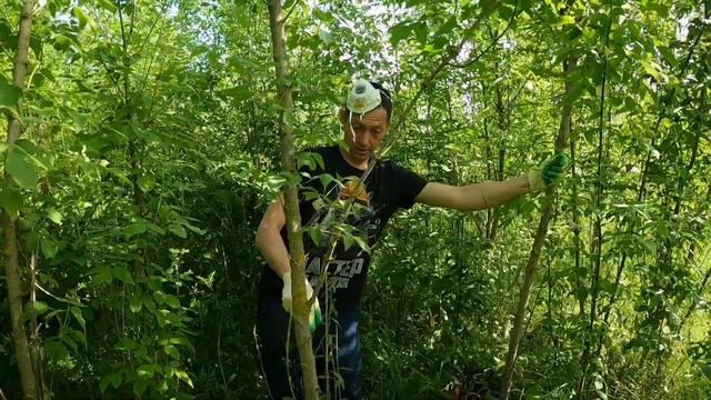 Борьба с Американским клёном - поверхностная обработка | опрыскивание листьев и ствола смотреть онлайн