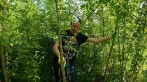 Борьба с Американским клёном - поверхностная обработка | опрыскивание листьев и ствола