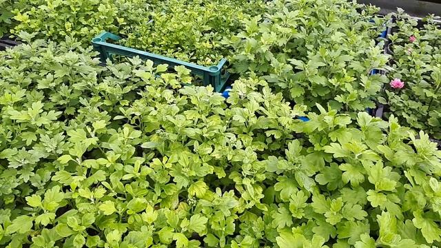 Хризантема мультифлора. Рассада удалась! смотреть онлайн