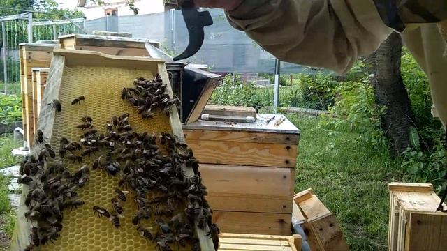 определить наличие неплодной матки в рогатом улье смотреть онлайн