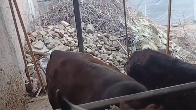 Qashqadaryo Viloyati Koson Tumani Koson Shahar Uy Sharoitida Sigir Boqish 04.03.2022yil