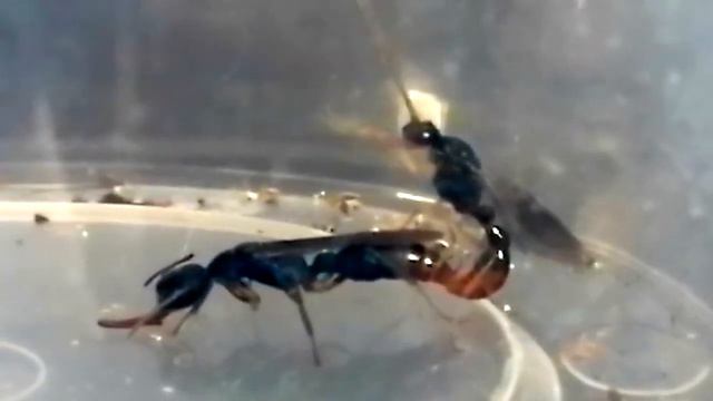 Спаривание муравьёв (Harpegnathos Venator)