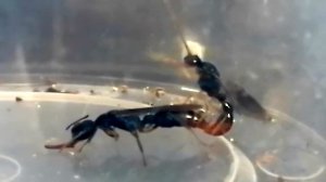 Спаривание муравьёв (Harpegnathos venator)