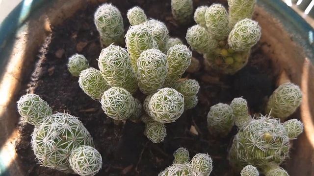 Cacto-dedal (Mammillaria Gracilis) Florescendo.