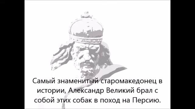 Послание от создателя породы смотреть онлайн