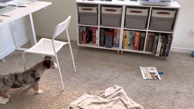 Puppy siblings react to cat magic printer | Aussie German Shepherd and Border Collie mixed puppies смотреть онлайн