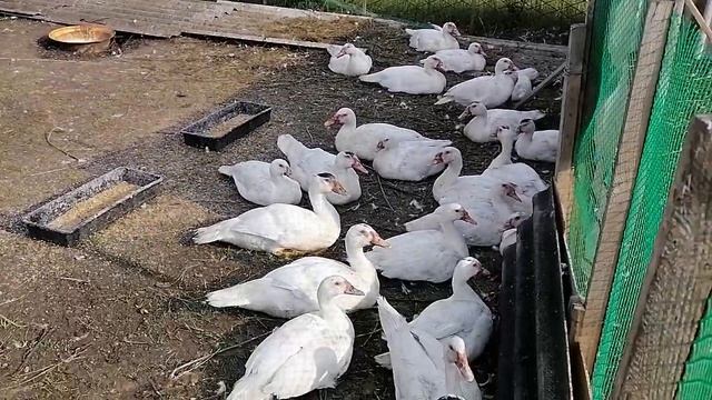 Новые куры ! Разная птица. смотреть онлайн