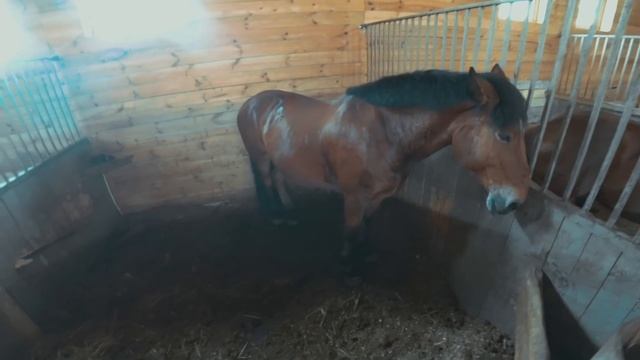 Сравниваем отдых в Болгарии и России. Курорт "Золотые Пески". Ферма "Экзархо". смотреть онлайн