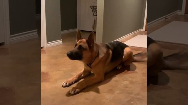 German shafed Dog video - German shepherd - Animal's video - Dog video - Puppies funny video смотреть онлайн