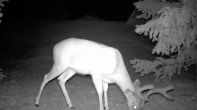 Deer...no Bears...Trinity Lake camp / Moultrie GameSpy i40 смотреть онлайн