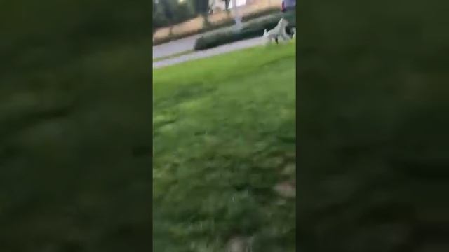 Габо. Метис хаски и овчарки. Играет с другом на улице.