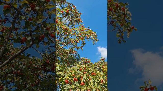 Боярышник #природа