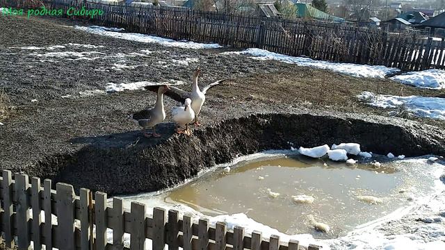 Матильда с Гошкой рвутся на ночевку к гусятам! смотреть онлайн