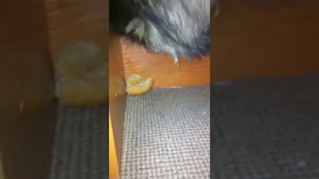 СОБАКА ПЫТАЕТСЯ ЗАКОПАТЬ ХЛЕБ В КОВЁР смотреть онлайн