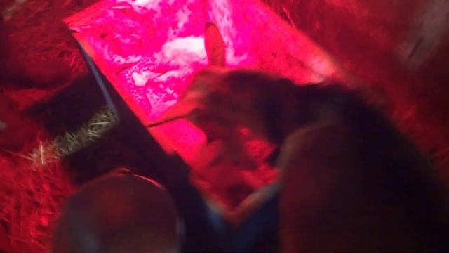 Окот козы. Первые дни жизни козлят смотреть онлайн