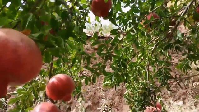 Анори даштичум смотреть онлайн