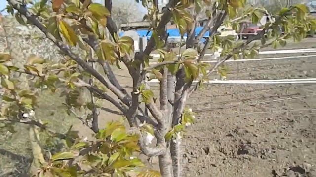 Черешня Валерий Чкалов обзор сорта смотреть онлайн