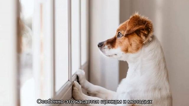 Как приучить собаку оставаться одной в квартире смотреть онлайн