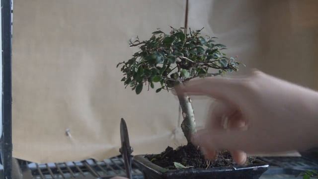 Советы по формированию стиля Бонсай Хокидачи (Hokidachi/Метла). Hokidachi bonsai style. смотреть онлайн